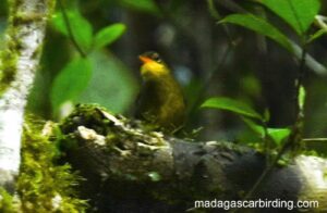 Dusky Tetraka rediscovered by the team of Birds & Birding Madagascar